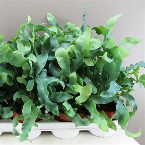 金水龍骨|金水龙骨 Phlebodium aureum